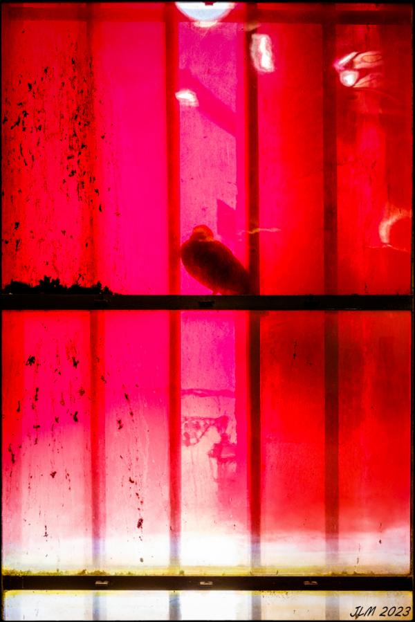 Pigeon rouge !