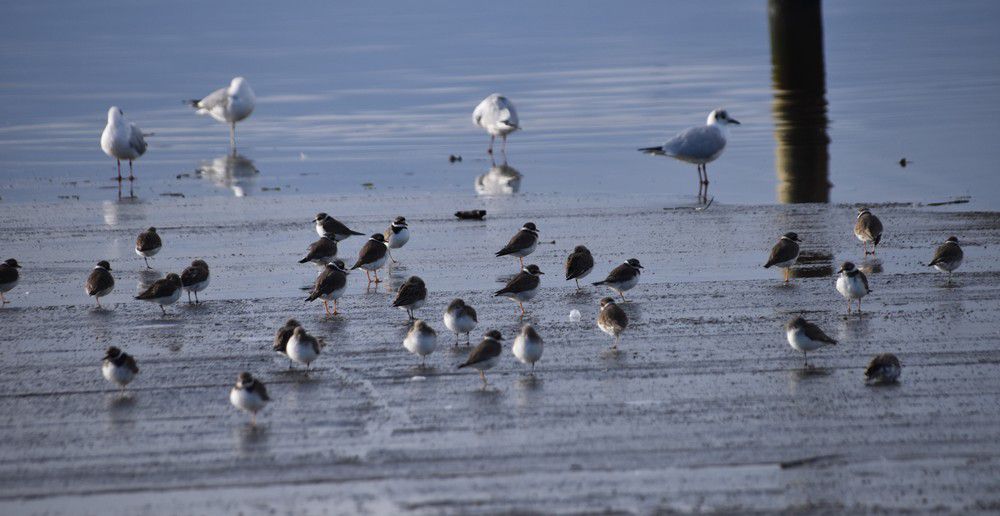 Grands gravelots et mouettes rieuses - mars 2024...