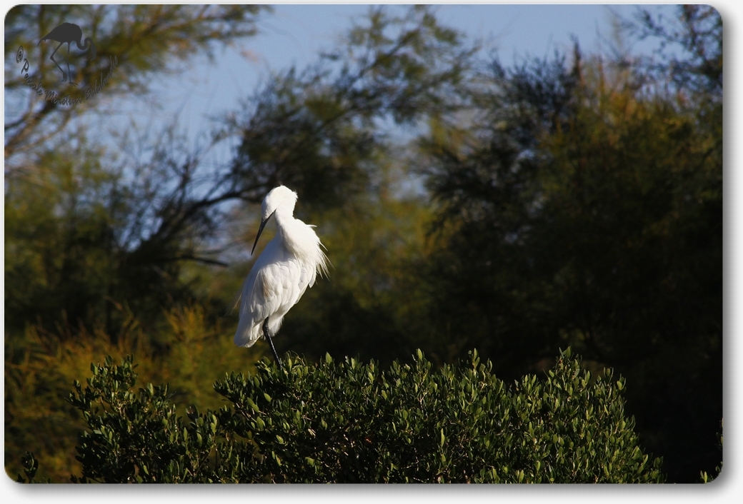 Aigrette garzette...