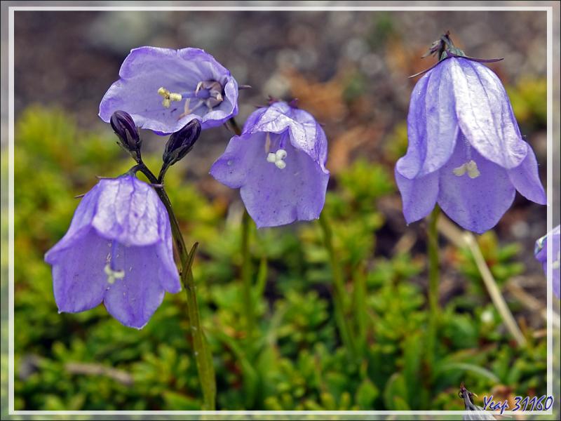 Campanule à feuilles rondes, Bluebell Bellflower (Campanula gieseckiana ssp. groenlandica) - Sermermiut - Baie de Disko - Groenland