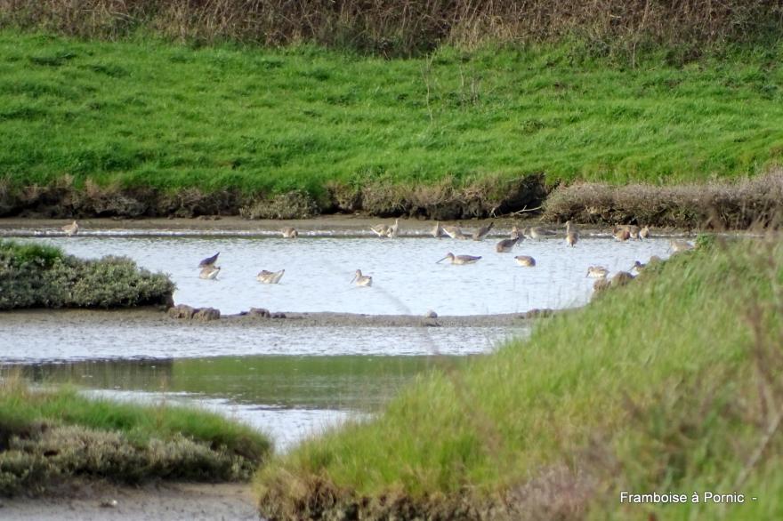 oiseaux Marais de Millac - Bourgneuf en retz - 44 -