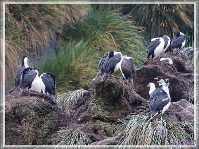 On trouve aussi des colonies de Cormorans impériaux - Cooper Bay - Géorgie du Sud