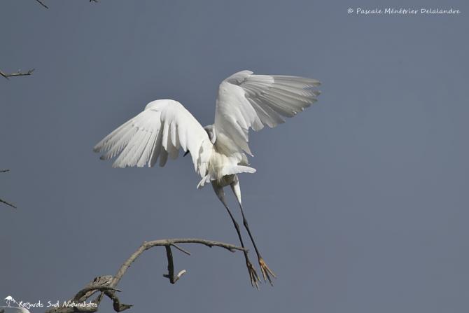 Aigrette garzette
