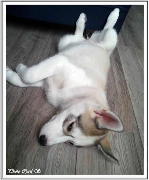 Les p'tits loups font la sieste (6 janvier 2016)