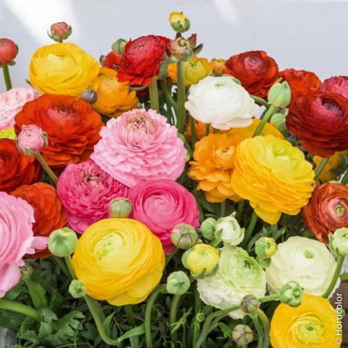 Fleurs cultivées : Renoncule