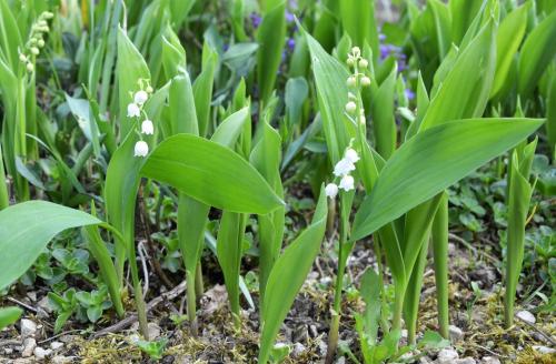 Fleurs cultivées : Muguet