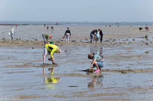 Ile de Noirmoutier  ( Vendée )