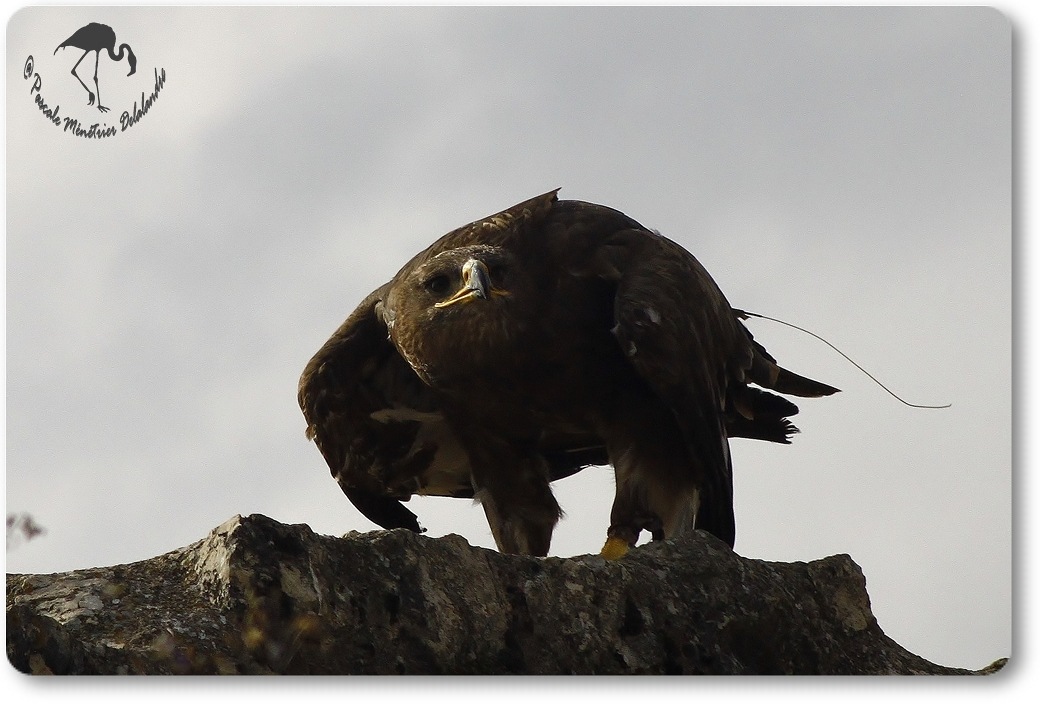 Aigle royal (?) - Décomposé d'une envolée...