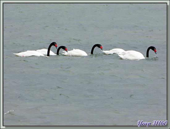 Cygne à cou noir (Cygnus melanocorypha) - Terre de Feu - Argentine