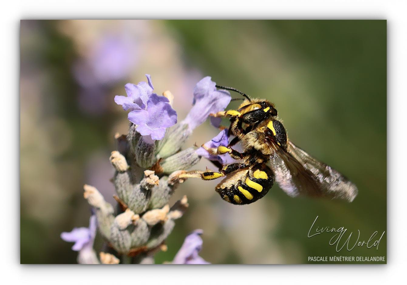 Anthidium florentinum