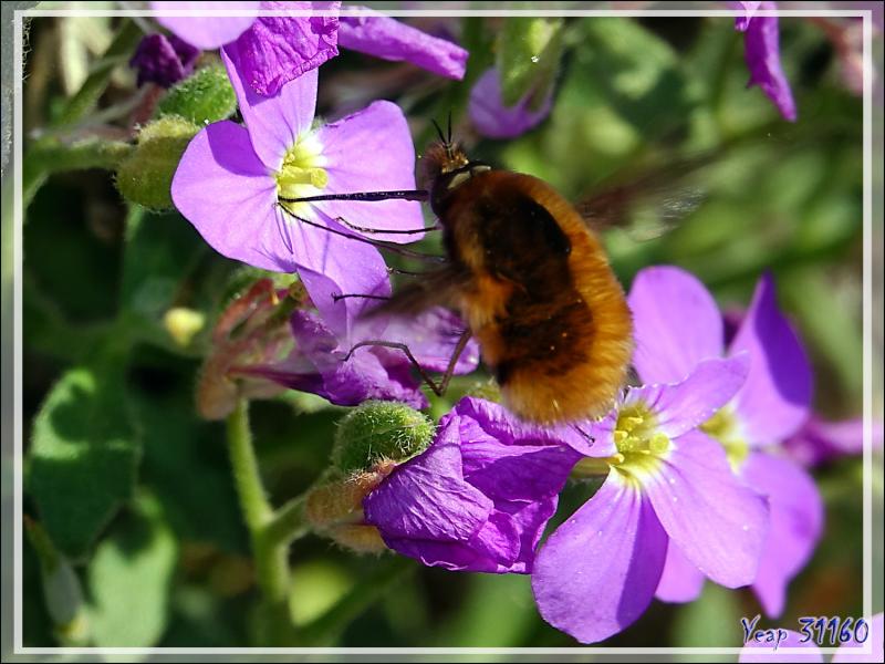 Grand Bombyle ou Bombyle bichon, Large Bee Fly (Bombylius major) - Milhas - 31
