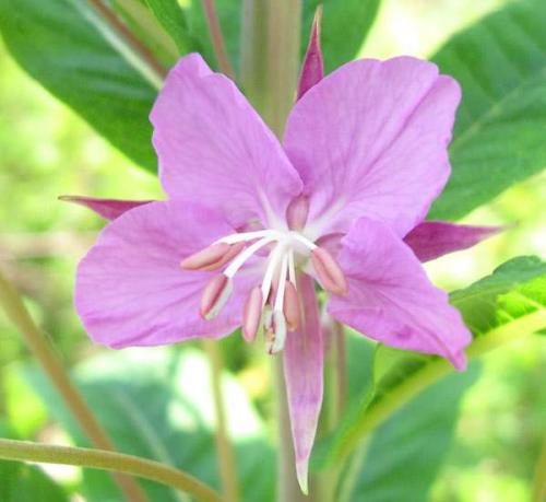 Fleurs cultivées : Epilobe