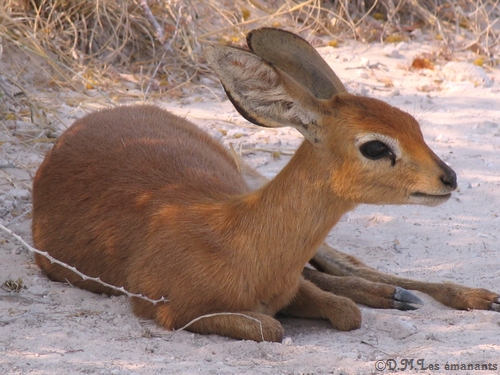 comment voit votre chien ou votre chat ?