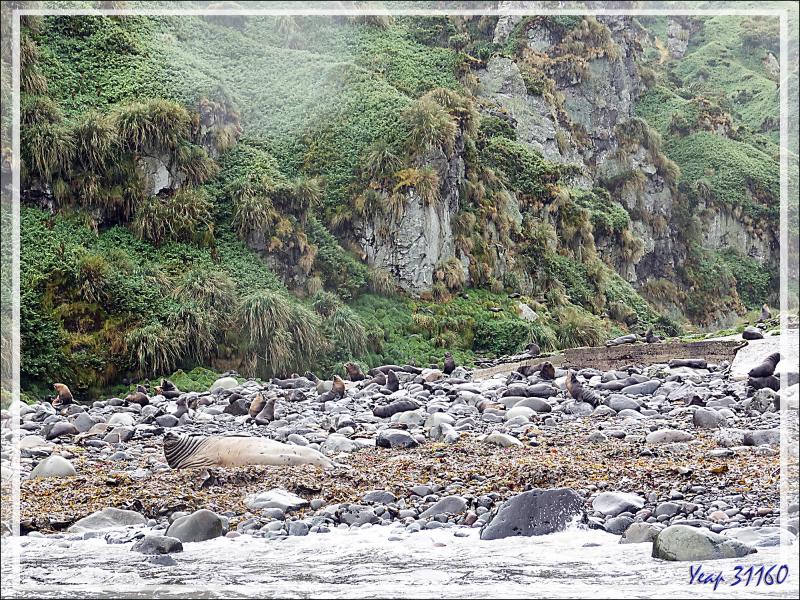 Vestiges d'occupation sur la plage d'Archway Rock (The Glen) - Quest Bay - Gough Island - Tristan da Cunha