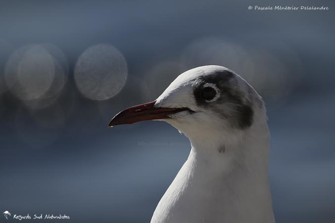 Mouette rieuse 