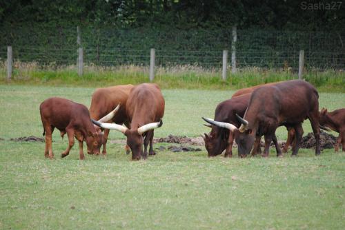 Le watusi.