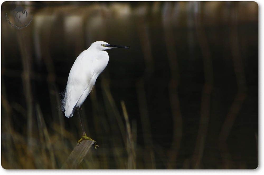 Aigrette Garzette...