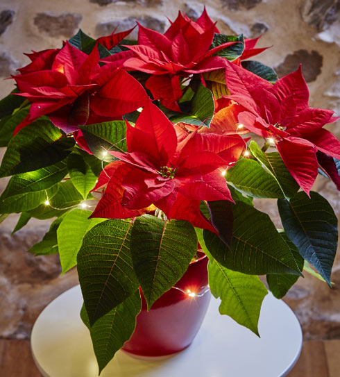 Fleurs cultivées : Poinsettia