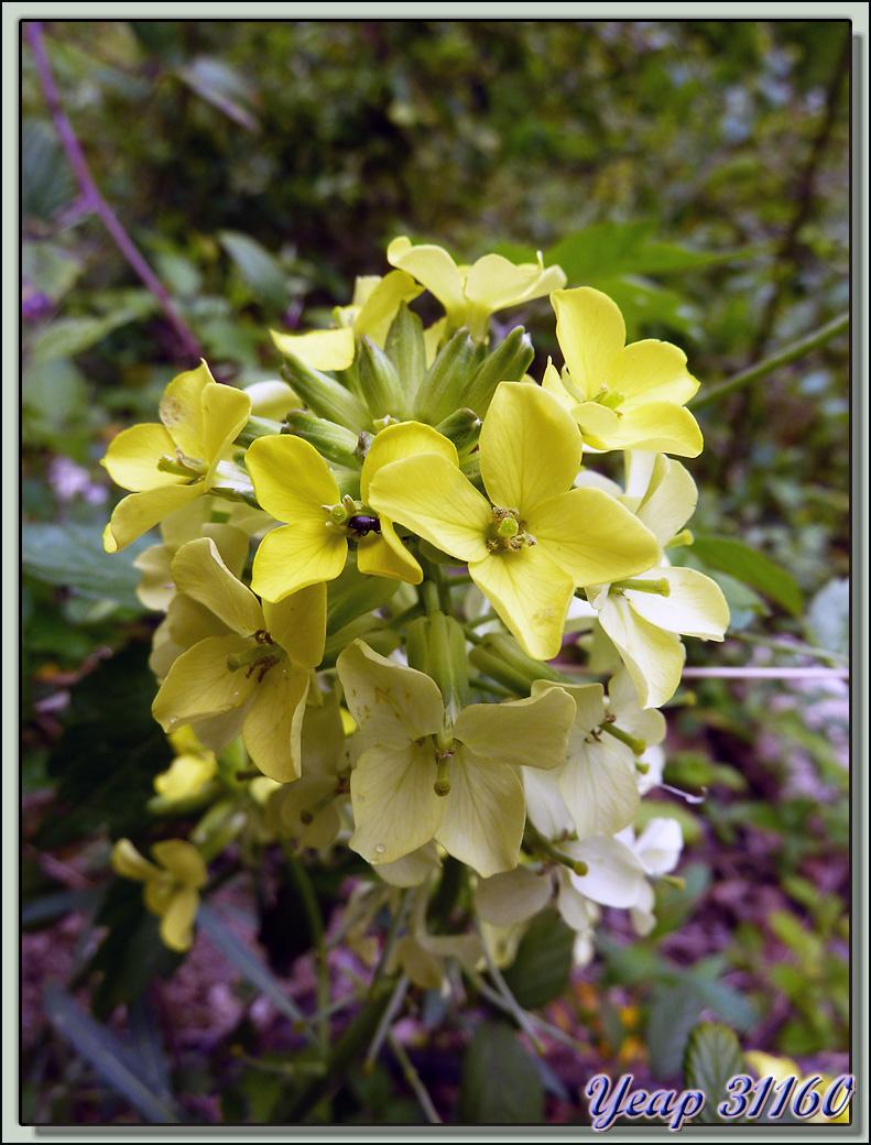 Vélar en baguettes (Erysimum virgatum) - Choranche - 38  (Flore)