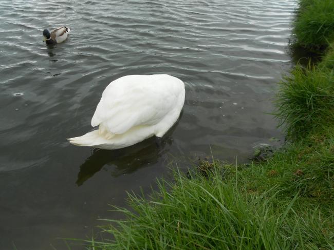 Comment apprivoiser un couple de cygnes !
