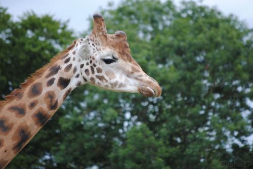 (3) La girafe.