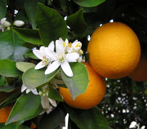 L'orange de Noël...