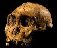 Première sortie d'Afrique d'Homo erectus