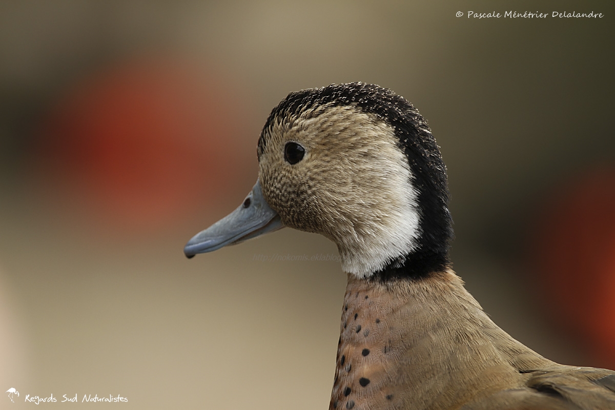 Canard à collier noir ♂