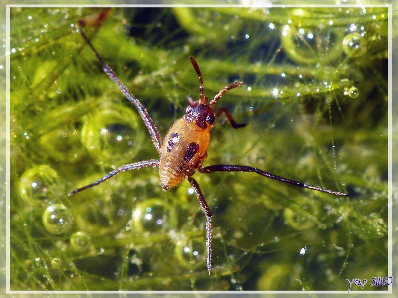 Larve de gerris (punaise aquatique faussement appelée araignée d'eau) - Lartigau - Milhas - 31