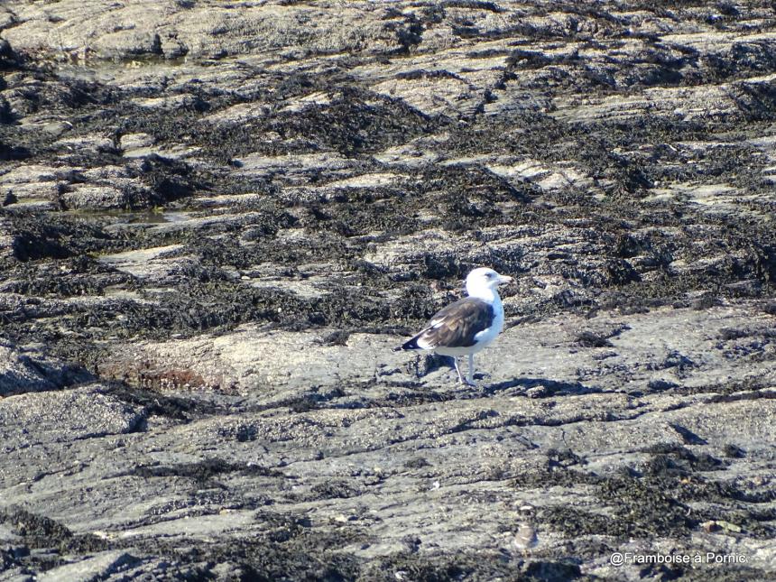 Les oiseaux de la Prée à la Plaine sur Mer - 44-