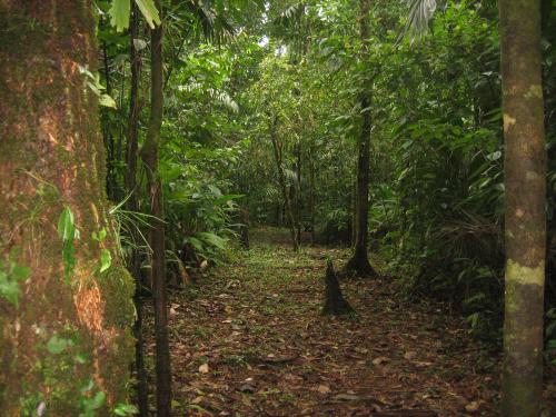 Carril de séparation entre le Corcovado et la propriété d'Alfredo. 