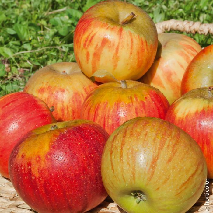 Fruits du mois d'Octobre
