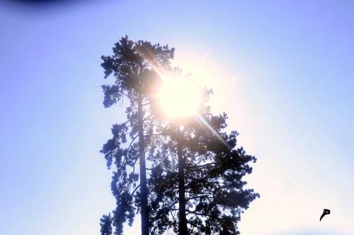 L'été ne fut pas adorable de Paul Verlaine