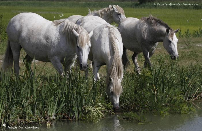 Chevaux de Camargue