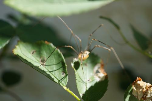 Araignée du soir...