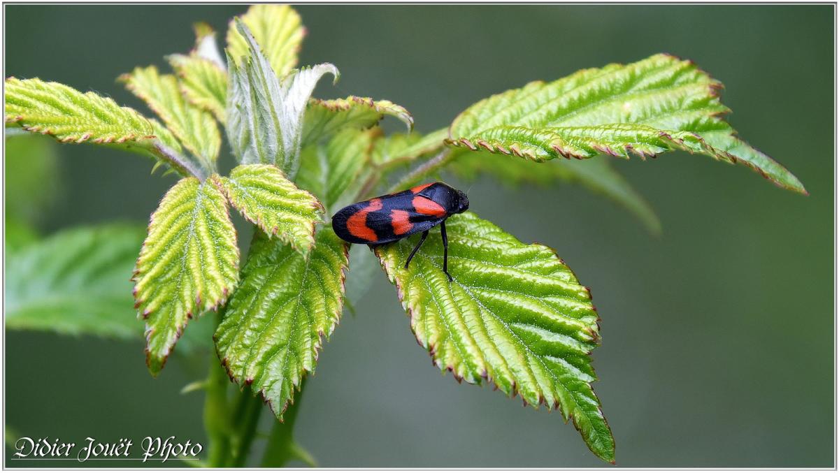 Balades / Samedi 18 & Dimanche 19 Mai 2019