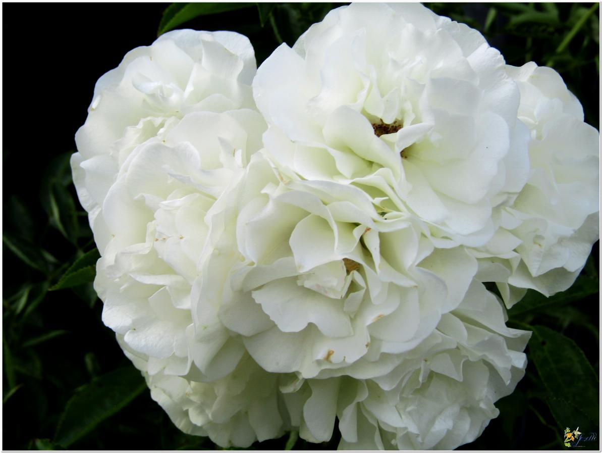 2024  LES ROSES DU JARDIN 
