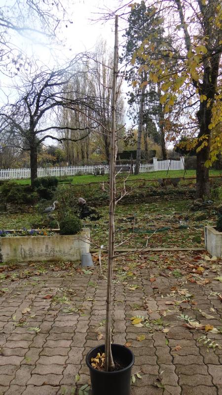 Ginkgo Biloba Arbre aux 40 Ecus