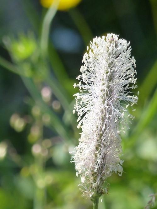 Fleurs du Champsaur (2)