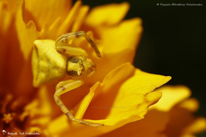 Thomisus onustus - Thomise enflée