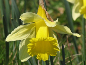 Sentiments de fleurs