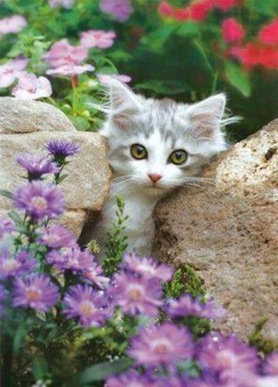 Chatons dans les fleurs