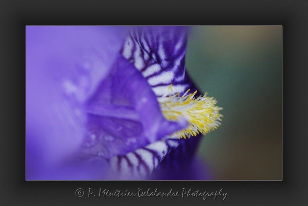 Beauté des Iris...