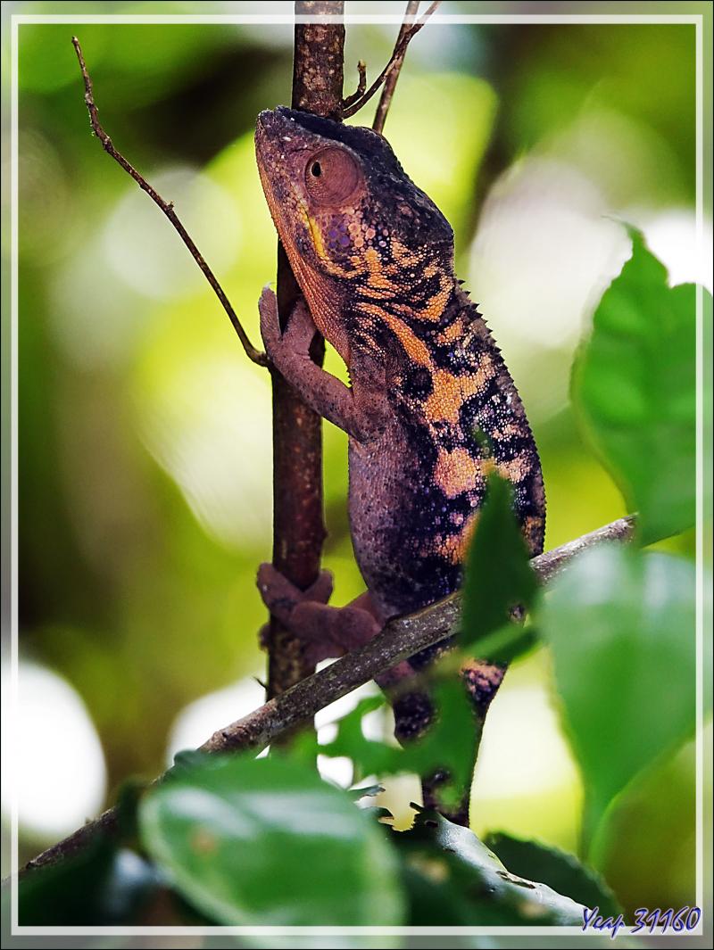 Rencontre avec un Caméléon panthère femelle, Panther chameleon (Furcifer pardalis) - Nosy Sakatia - Madagascar