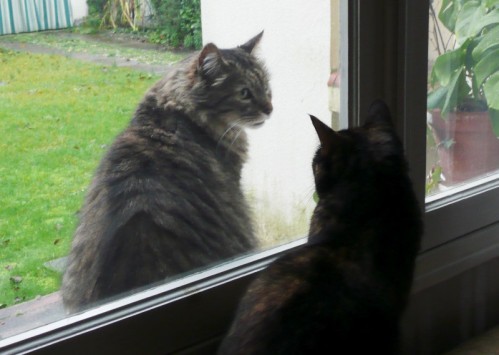 chats-a-la-fenetre-02.JPG