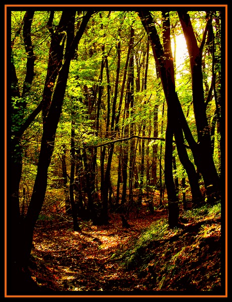 Les hêtres de Ry Chéra - the beeches by pally3100 (pont_des_cosaques)(trekearth.com)