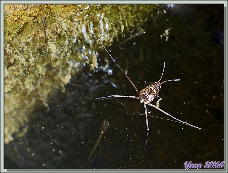 Jeune gerris et alevins de poissons rouges