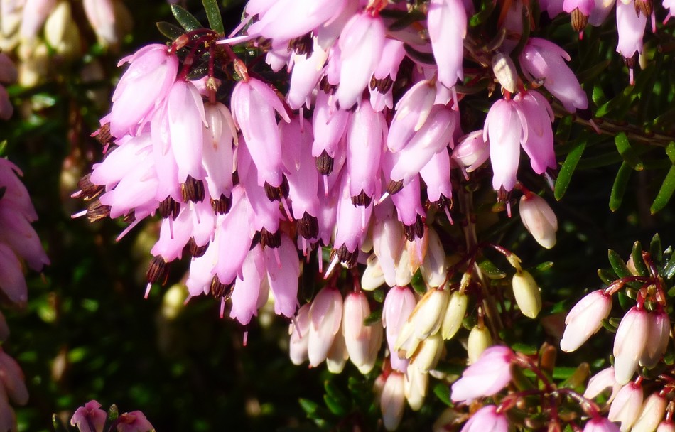 Les fleurs de février