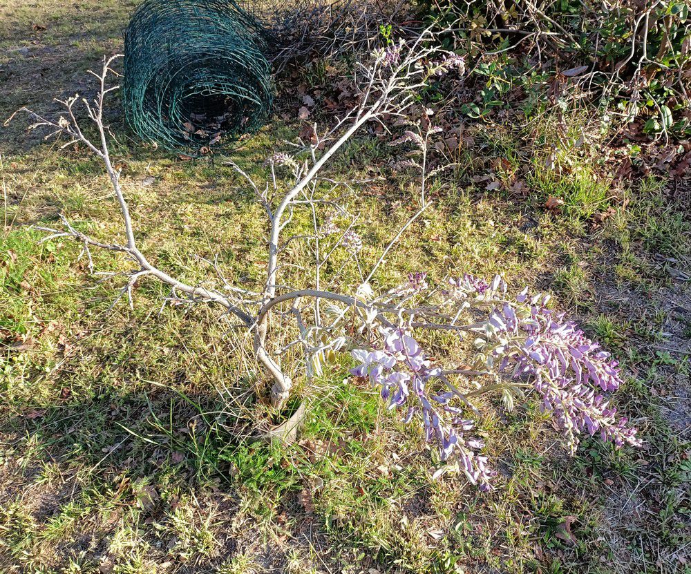 Mon amour de glycine - avril 2023...