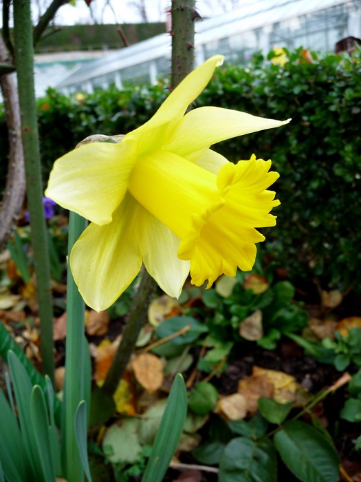 Jardin des plante, décembre 2015